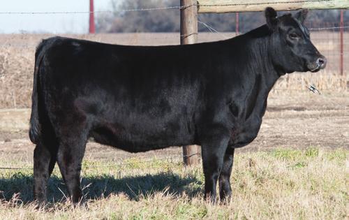 standout product of our Berbos 6038 family that has given us premium cattle over several generations.