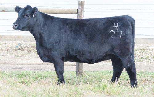 1 Shawnee iss 770P OSU oneymaker 8169 HB Blackcap 015 H C A Blackcap 543 Another F-1 daughter of Uno as with big-time cow potential, this favorite heifer is backed by one of best daughters of