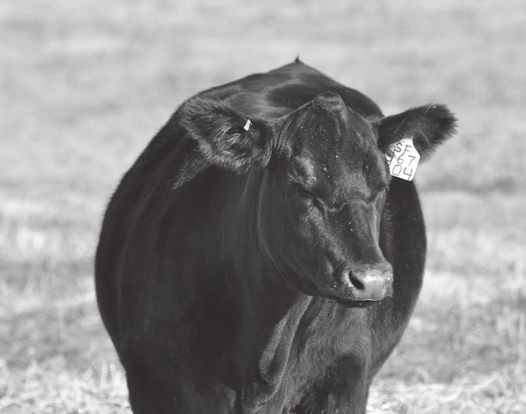 This 14% ChiAngus offers proven success and timeless good looks from our great 7-14 Bar EXT 205 daughter that is also the grandmother of HB Success 33, the $32,000-valued top seller of our 2014 sale