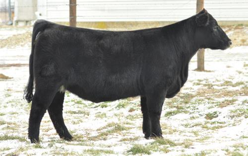 Her sire is really doing the job for us and this heifer is one of his widest and best with a powerful, three-dimensional design plus exceptional udder quality.