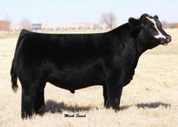 Sires RCL Transaction 4174 Barstow Cash x RCL Emily 1749 ws A Step Up x27 Simmental Bull
