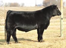 This family delivered the goods again with this lower birth weight Lux son that is also one of this biggest backed, stoutest hipped bulls in the crop with one of the neatest, cleanest profiles as