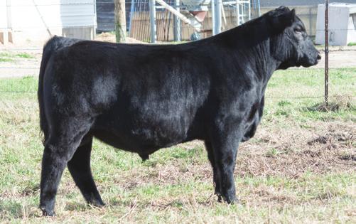 of our time-tested Emma tribe. A maternal brother to this boldly-constructed bull sold to ark Rose, IL, as 15 in our 2015 Eastern Xposure and previous siblings have had strong show ring success.