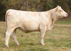 ET Choice & Bred Heifers CHOICE OF ET CALVES LT Ledger or LT Blue Value x SCR Ms Turbo 7003 You will get to choose from four (4) ET calves out of SCR Ms Turbo 7003!