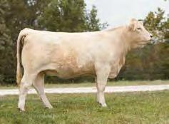 Six heifer calves out of her sold last year as weaned calves for $5,750, $6,500, $4,000, $5,000, $5,750 and $7,500. One full brother bull calf sold for $7,500. They were all sired by Rapid Fire!