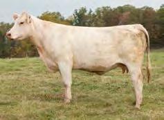 LT Investment-Service sire to Lots 33, 34 & 36 SCR MISS ELIMINATOR 3129 2/16/2013 F1170683 POLLED ASC ELIMINATOR 032 M319454 HCR EXONERATOR POLLED MISS HCR MAC 2308 FC HARVESTOR 641 P SCR MISS