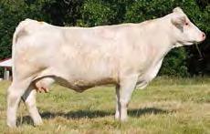 She has a tremendous udder and is a feminine cow that will produce with the best of them.