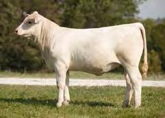 Investment was our pick of the Ledger sons at Lindskov- Thiel s bull sale in 2013 and we couldn t be any more excited if they are going to look like this female.