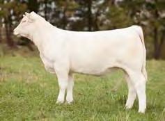 SENSATION 2093 EPDs: 1.1-0.3 30 60 7 1.1 22 0.8 As a young April heifer, she will attract a lot of attention walking thru the sale lots.