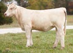 Wild Indian Acres & Sparks Show Heifers WIA MEGS LIL SISTER PLD 2/13/2014 EF1183951 POLLED ACE-RC ELKO 5224-0860PET M634396 CR MISS MAC IV 5224 P ET SSC MS IMPRESSIVE EASE F910662 ACE MS TRADITIONAL