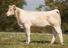 She is a full sister to the Junior National Champion Female for Teanna Simpson-ACE Ms Megan Elko 9910-70R! There won t be any more, they re all gone.