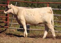 FASTTRACK 82F JASR BLOSSOM 12P JASR ELLIE 17M P EPDs: 5.9-0.5 22 36 4 6.1 15 0.4 This is a really strong topped, big boned heifer with a choke front.