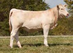 Lot 22A-Polled heifer calf, born: 2-7-14, sired by WC-HCR Pearl Jam 8050 P ET. Presented by Wild Indian Acres, Mike Kisner, House Spring, Mo.