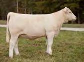 She combines the cow making genetics of HCR Rancher with the HooDoo Genetics everyone in the show world chases after. Her dam Z7001 sold as the Choice of the Camp Cooley Herd for $16,000.