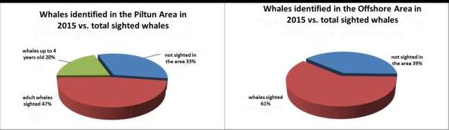 both areas over the entire survey period of 2002-2015. (Figure 3, Figure A2, Tables A4 and A5 in the Appendix). 3.3.1. The Offshore Area 465 whales (including repeat sightings) were photographed in the Offshore area in 2015 (Figure 4, Table A4 in the Appendix).