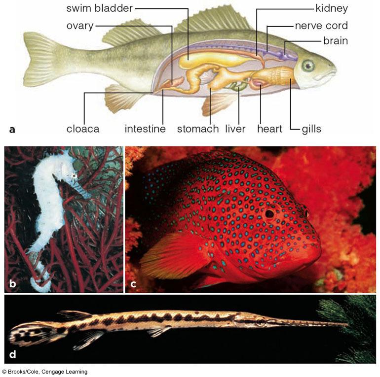 Fish with Jaws Jaws allowed these animals to grasp food and become better