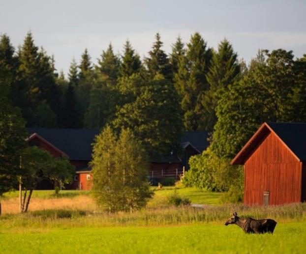 It is these sought-after animals on which you will focus during this fascinating 5-day holiday amongst the scenic lakes and dense forests of Sweden s Bergslagen and Hälsingland regions, in both of