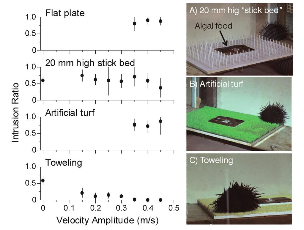 Inhibitory effects of wave action on destructive grazing by sea urchins a review sites, however, the acceleration force is virtually decreasing depth but is limited due to the wave negligible,
