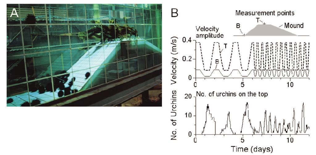 A flume tank experiment on the foraging behavior of the sea urchin in the vicinity of a bed placed on the top of a mound (Kawamata, 2001a).