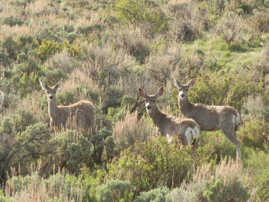 Mule Deer Herd Management Plan Data