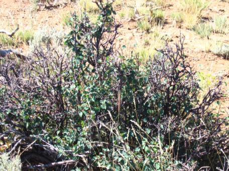 BLM Shrub Monitoring Project: Another noteworthy winter range assessment project was initiated in 2001 by the Gunnison Field Office of the Bureau of Land Management.