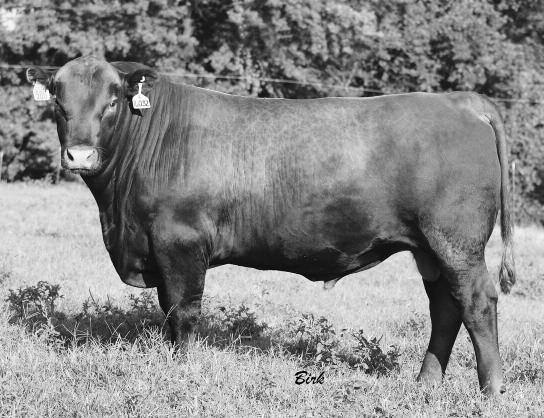 4 83 130 19 4 8 1 15 0.67 0.19 47-0.14 0 OH, MY! Check out the length of spine in this herd bull prospect. He is long, long, long!