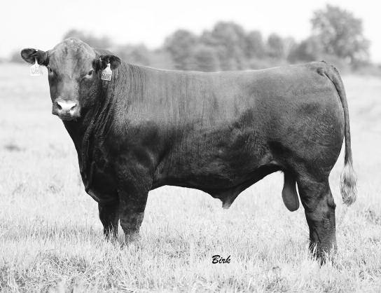 5% Top 10.5% 123 52 7-2.5 57 88 26-2 15 7 10 0.66-0.25 18 0.77-0.01 Yet another herd bull prospect out of Rollin Deep.