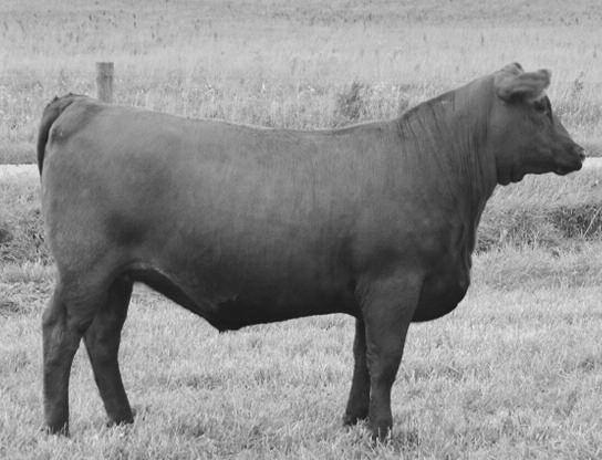HEVN S SAKE 1002F LARSON FLO-MARIE 185 143 52 9-3.6 65 105 19 5 14 10 12 0.65 0.04 27 0.12 0 What a way to start of the female portion of our sale.