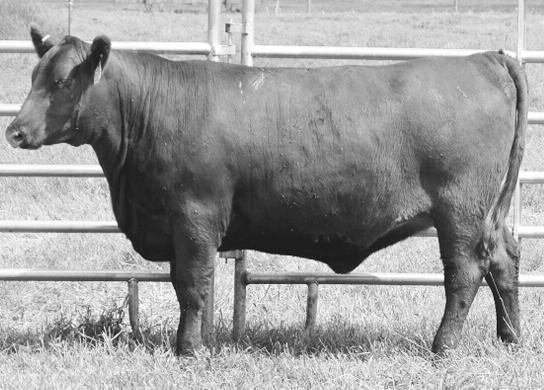 This female covers all the EPD bases with top 16% CED, 8% BW, 29% WW, 21% YW, 9% HPG, 2% CEM, 25% ST, 11% MB, 6% HBI and 4% GMI. Bulls with EPDs like this tend to lead off sales.