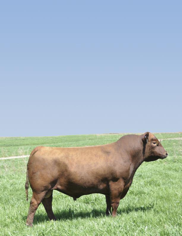 Orion Beef Group Reputation Red Angus and Hybreds Ozark Bull and Female Sale October 21, 2017 125 Red Angus and Red Hybred Bulls 25 Red Angus
