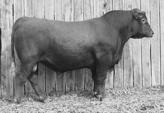 LSF SRR TAKEOVER 6410D 81 LSF SRR TAKEOVER 6410D BD: 4/9/16 TATTOO: 6410D REG#:3532748 HERD: LNCC CAT: 100% AR BECKTON JULIAN GG B571 HXC ELLIE MAY MA638 68 LSF TAKEOVER 9943W LSF WIDELOAD R5014