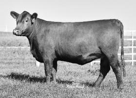 She can pay the bills in a hurry with the tremendous growth EPDs that she offers with top 10% WW and 9% YW. Even with all that growth she still brings superb fertility to the table with top 10% HPG.