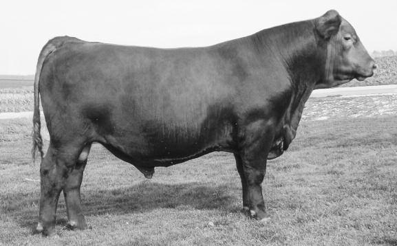 Here is your chance to purchase one of the, if not the, most impressive pieces of germ plasm selling this year. Here is your chance to buy the clone to a Red Angus breed legend LSF TAKEOVER 9943W.