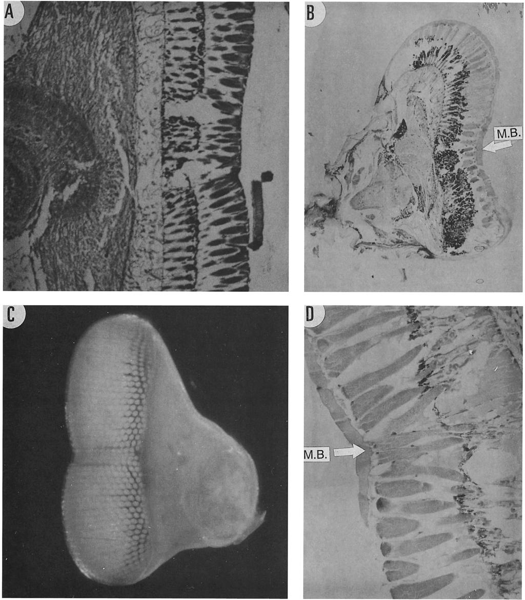 HARLING: EYE DESIGN IN STOMATOPOD CRUSTACEANS 177 Fig. 3. Lysiosquilloid eyes. A, Lysiosquilla maculata, longitudinal section showing midband of right eye.