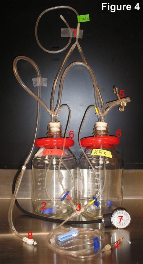 Connecting the perfusate bottles to the air pressure system: Attach the long end of Y- connector into one of the three holes in the stoppers (2 in Figs. 5 and 6).