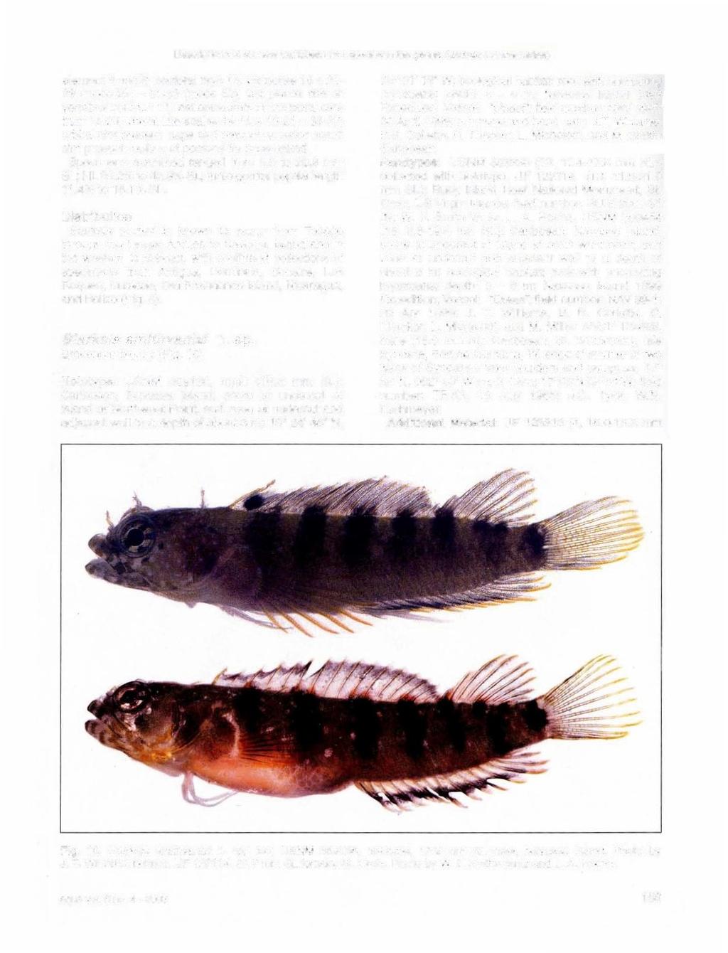 s of six new Caribbean fish species in the genus Starksia (Labrisomidae) element 3 and 8; pectoral rays 13; vertebrae 10 + 21-23 (mode 22) = 31-33 (mode 32); last pleural ribs on vertebral centrum