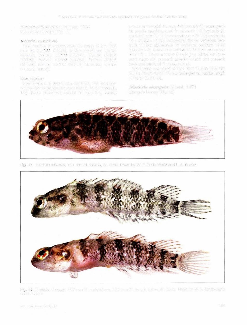 s of six new Caribbean fish species in the genus Starksia (Labrisomidae) Starksia atlantica Longley, 1934 Smootheye blenny (Fig. 11) Material examined Total number of specimens = 12, range 11.2 to 19.