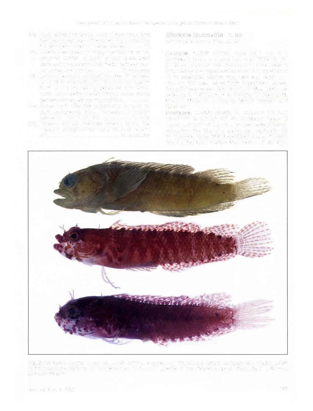 s of six new Caribbean fish species in the genus Starksia (Labrisomidae) 18b.