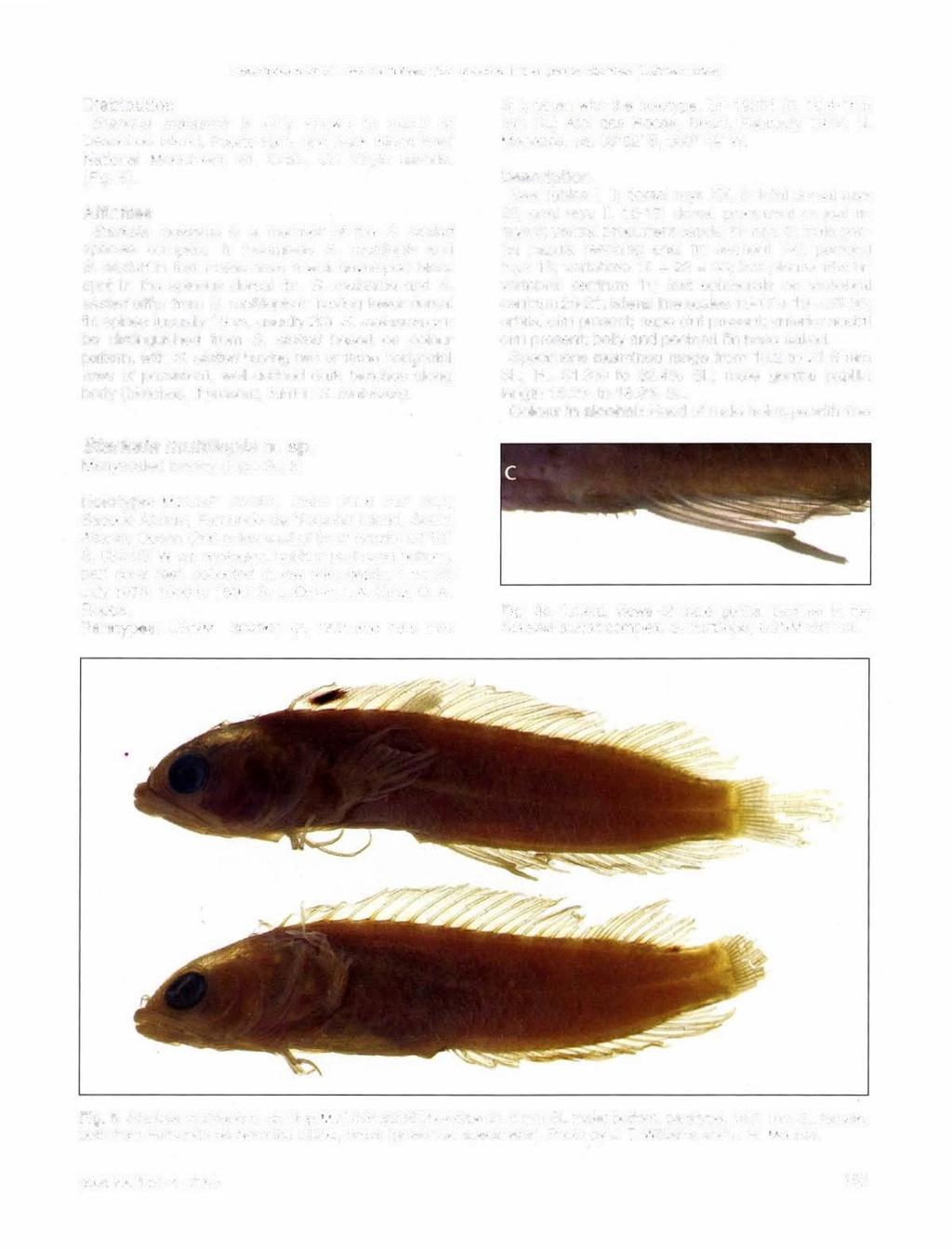 s of six new Caribbean fish species in the genus Starksia (Labrisomidae) Distribution Starksia melasma is only known to occur at Desecheo Island, Puerto Rico, and Buck Island Reef National Monument,
