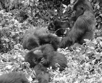 GORILLAS Members of the Umubano group in Rwanda lo) descends from Group 5, which was habituated by Dian Fossey in the late 1960s.