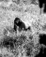 GORILLAS also grateful for the help and support provided by the villagers from Biruwe and Nkuba. Further readings Breuer, T. et al.