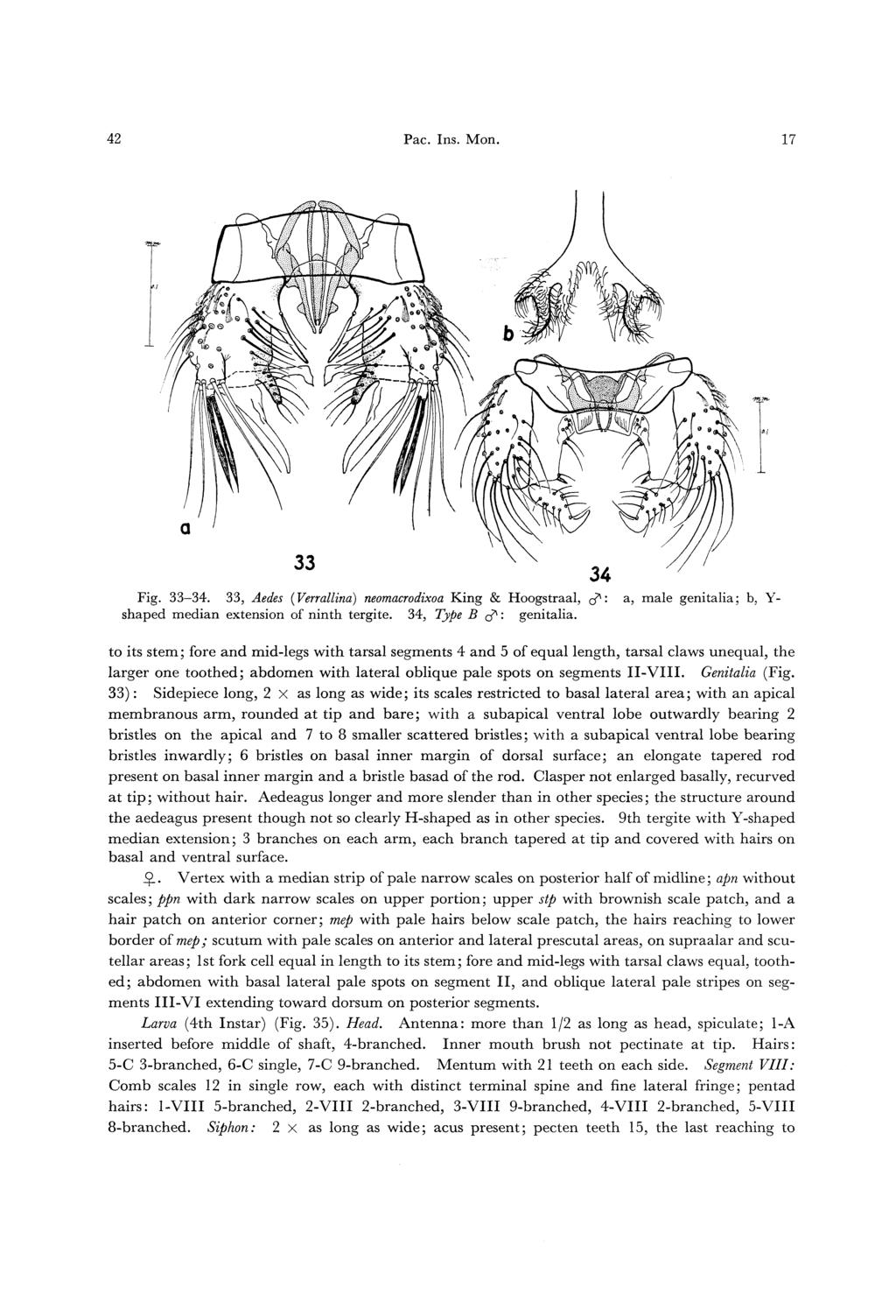 42 Pae. Ins. Mon. 17 Fig. 33-34. 33, Aedes {Verrallina) neomacrodixoa King & Hoogstraal, tf: a, male genitalia; b, Y- shaped median extension of ninth tergite. 34, Type B tf: genitalia.