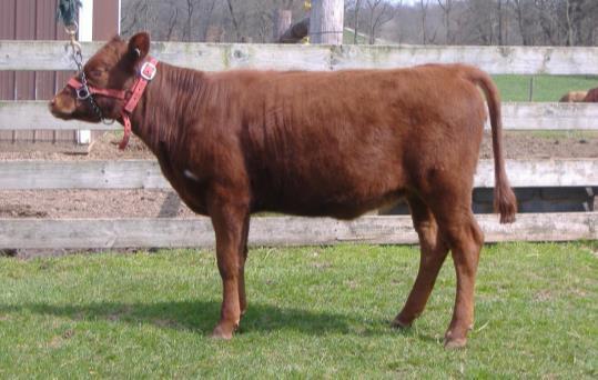 Lot # 1 SteelMeadow's Cheerie ADCA# 041592 DOB: 03/15/2017 Color: Black Cheerie is currently 7 mos old and carries Brightlea and Hiyu genetics from British Columbia, with Green Valley, Twainland and