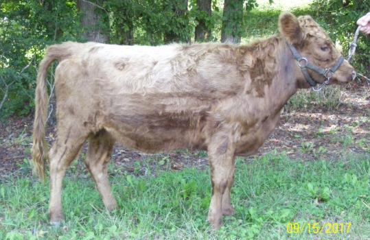 Her dam is 6 yrs old and mothers her calves with ease and has an excellent udder; as a result her calves grow very well. Cheerie is 100% grassfed.