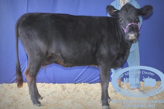 She is sweet, pretty and out of our favorite cow. Offered by: Rick & Kim Harvey - Circle H Farm Lot # 8 Sac Valley's Rusty ADCA# 029379 DOB:05/15/2012 Color: Dun Semen tested with success on 9/27/17.