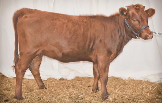 With the bone structure on Sire and Dam, Elmo should be a solid, structurally sound herd sire prospect. Look for them in the Open Cow/ Calf Class. This could be a 3-1 deal!