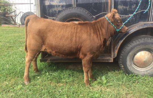 If you are looking to put beefiness in your herd, Ernie is your bull. Look for him in the Open JR. Bull Calf Class.