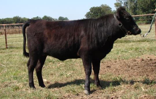 She is Chondro/ PHA free, A1/A2, Sire and Dam qualified. She is sweet natured and will be a beautiful cow with excellent confirmation. Colleen will be a wonderful addition to your herd.