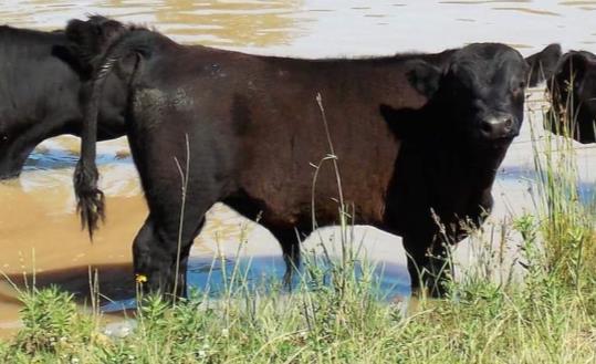 A.C. Belle's Black Beauty ADCA# 041413 DOB: 10/30/2016 Color: Black Don't miss out on this feminine black heifer She is A2/A2 dehorned and starting to mature into a good looking young heifer ready to