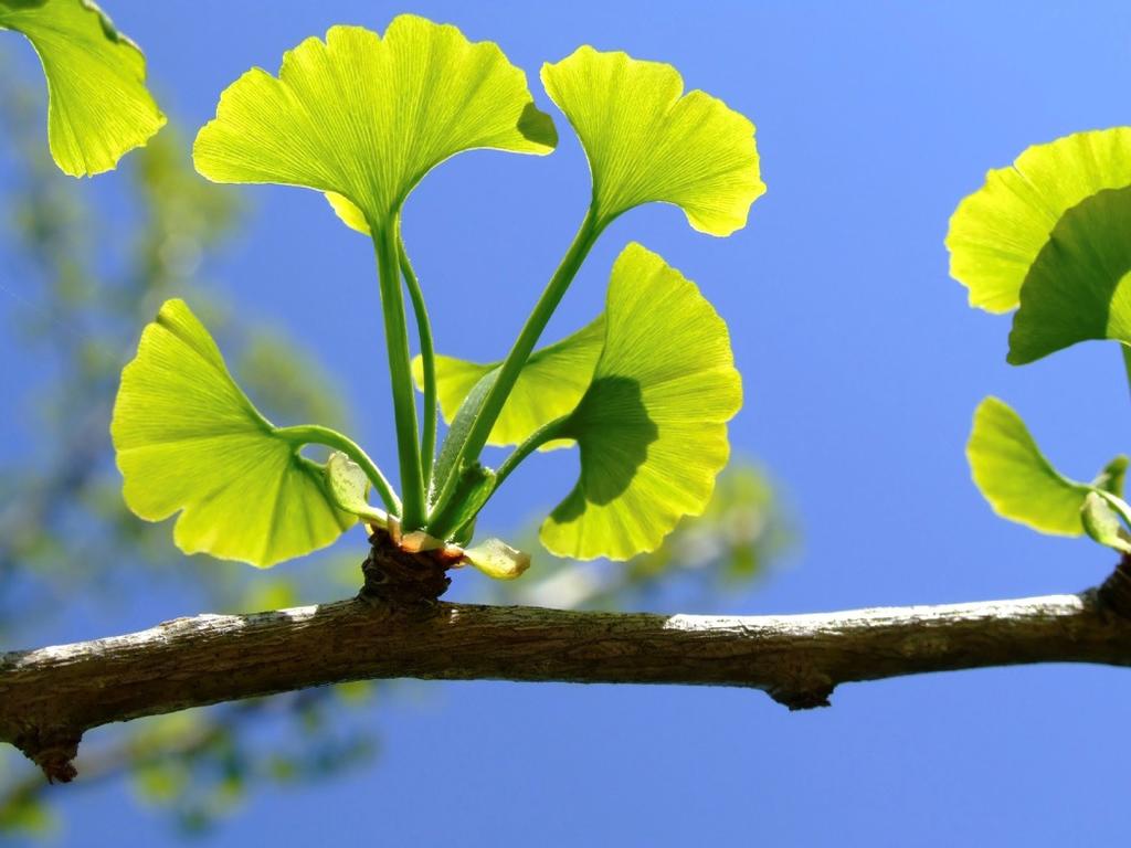 Ginkgo Biloba Derived from the leaves of the Ginkgo Biloba tree, this supplement is one of the most popular medicinal herbs, and is growing in popularity by the year.